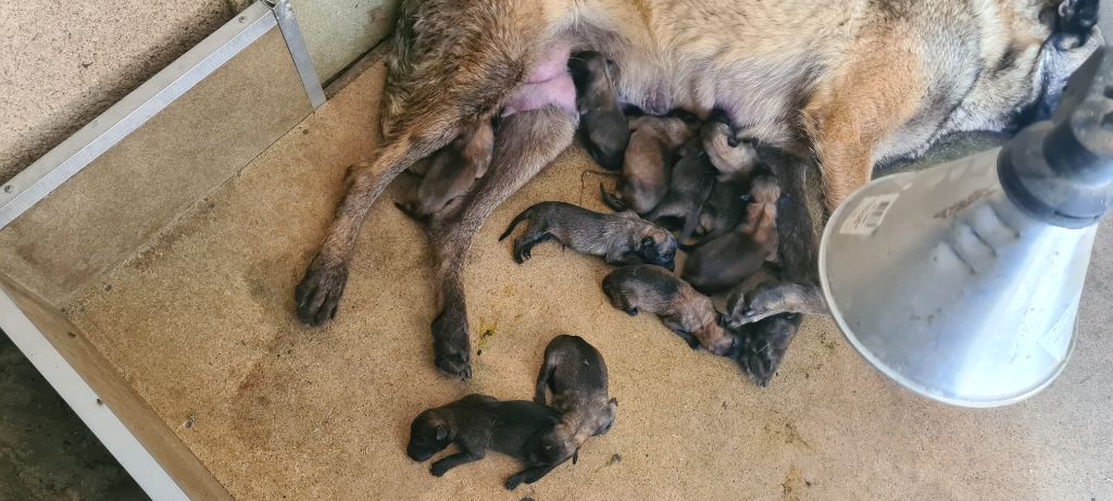 chiot Berger Belge des Rives De La Mamika