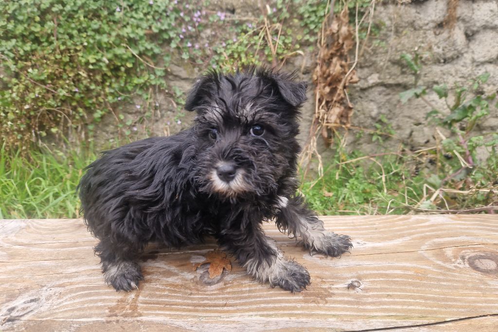 des Rives De La Mamika - Chiot disponible  - Schnauzer