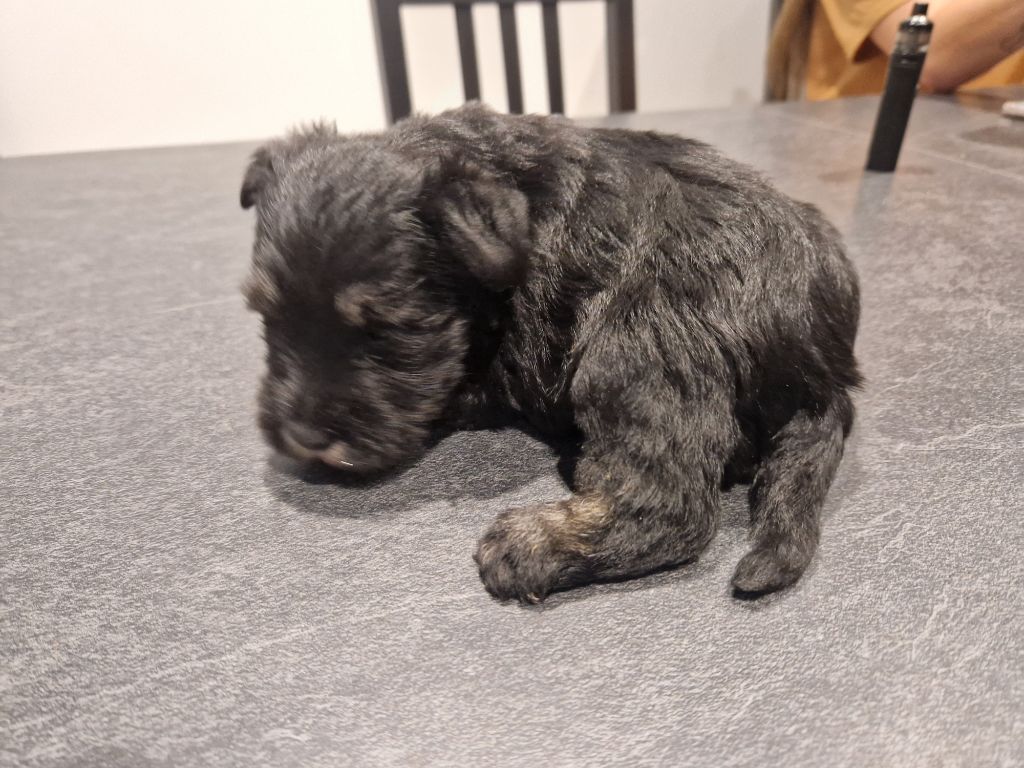 des Rives De La Mamika - Chiot disponible  - Schnauzer