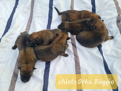 CHIOT 6