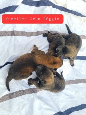 CHIOT 3