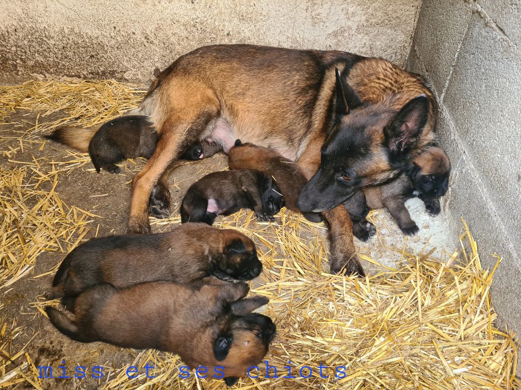 chiot Berger Belge des Rives De La Mamika