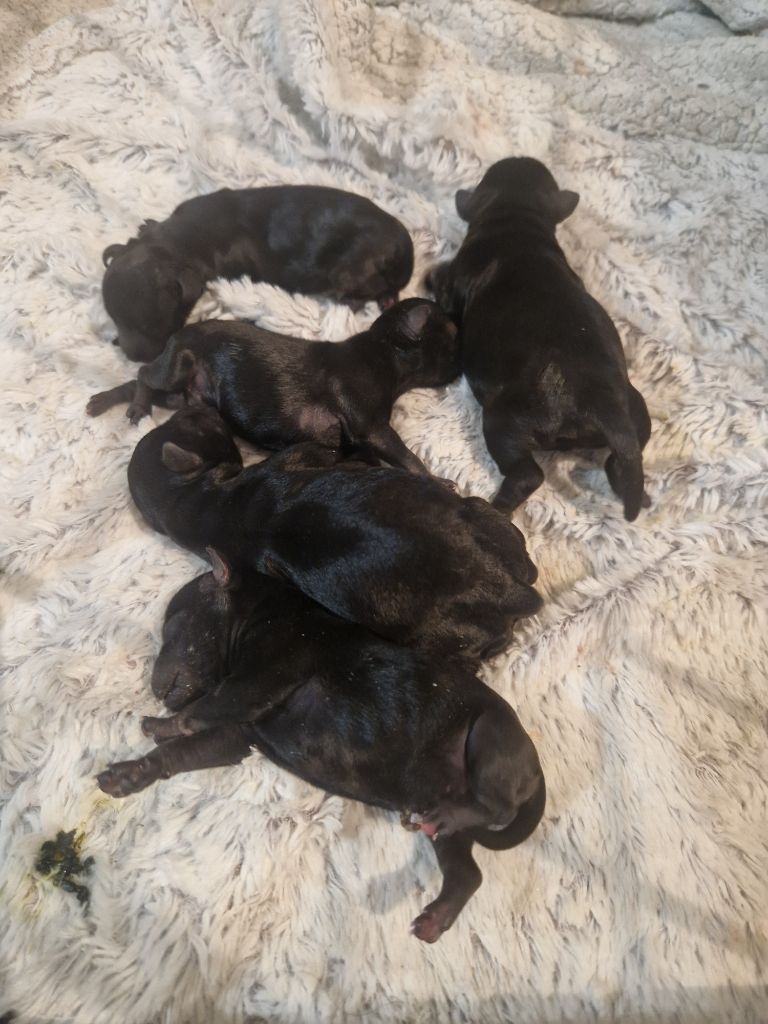 des Rives De La Mamika - Chiot disponible  - Schnauzer