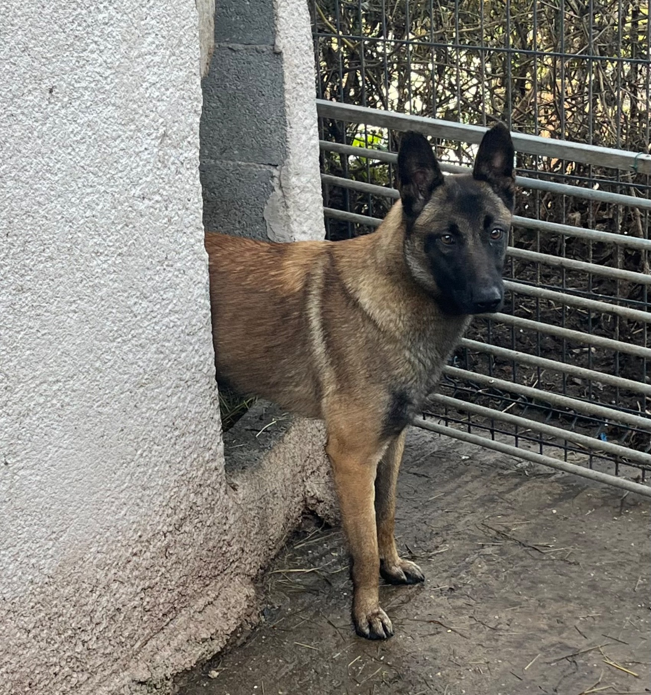 Uguette des Rives De La Mamika