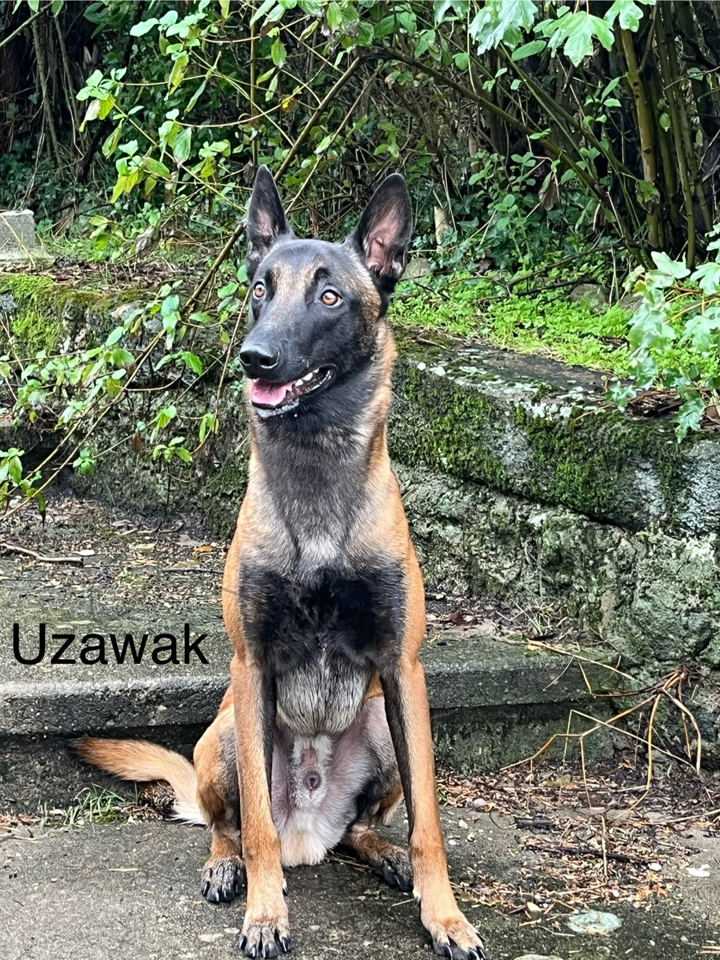 UZAWAK Du Chemin Des Complices