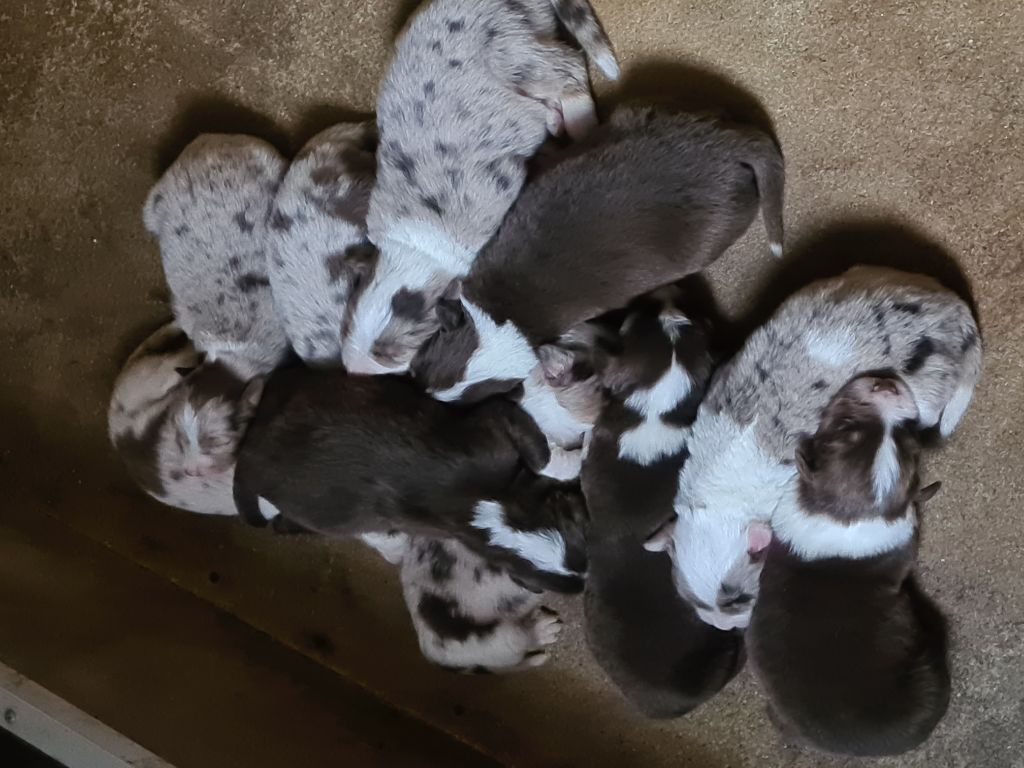 des Rives De La Mamika - Naissances des chiots Sakurra