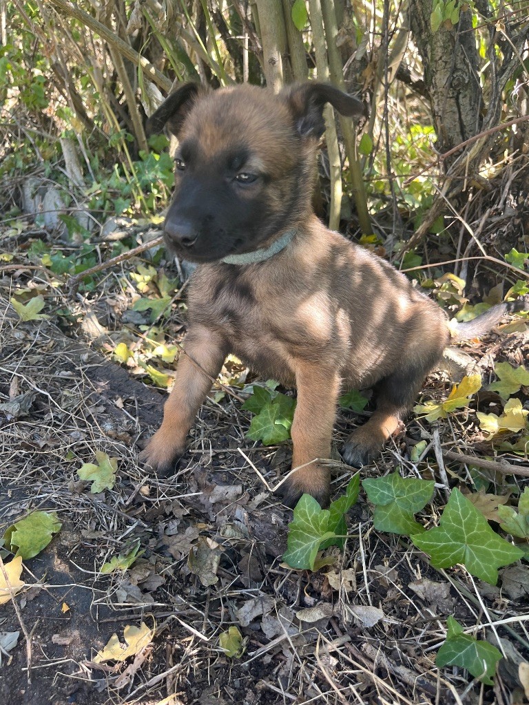 des Rives De La Mamika - Chiots disponibles - Berger Belge