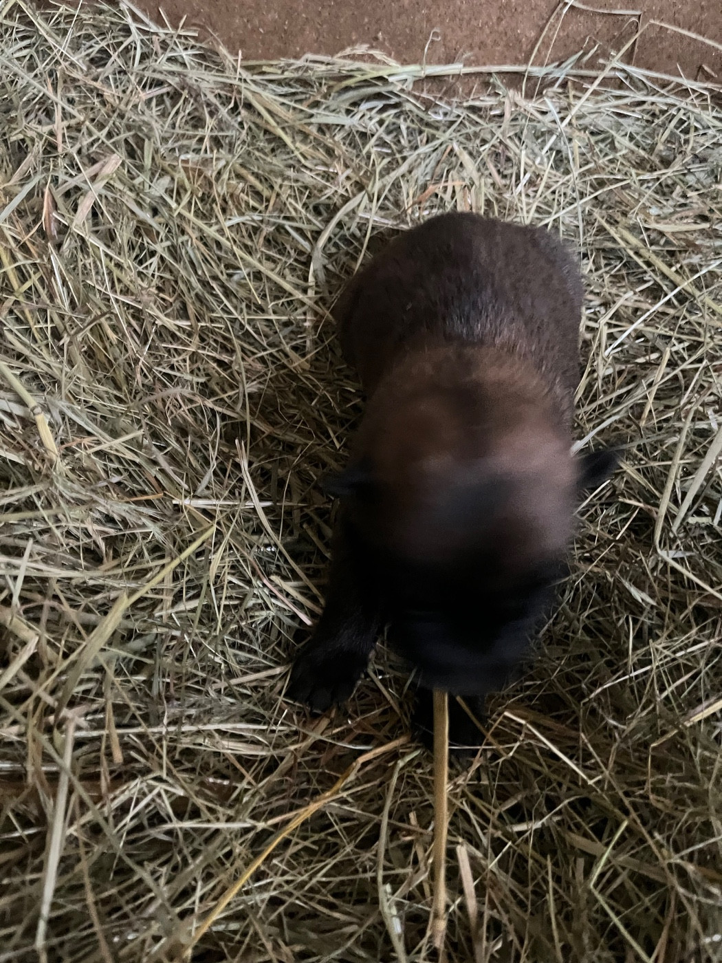 des Rives De La Mamika - Chiots disponibles - Berger Belge