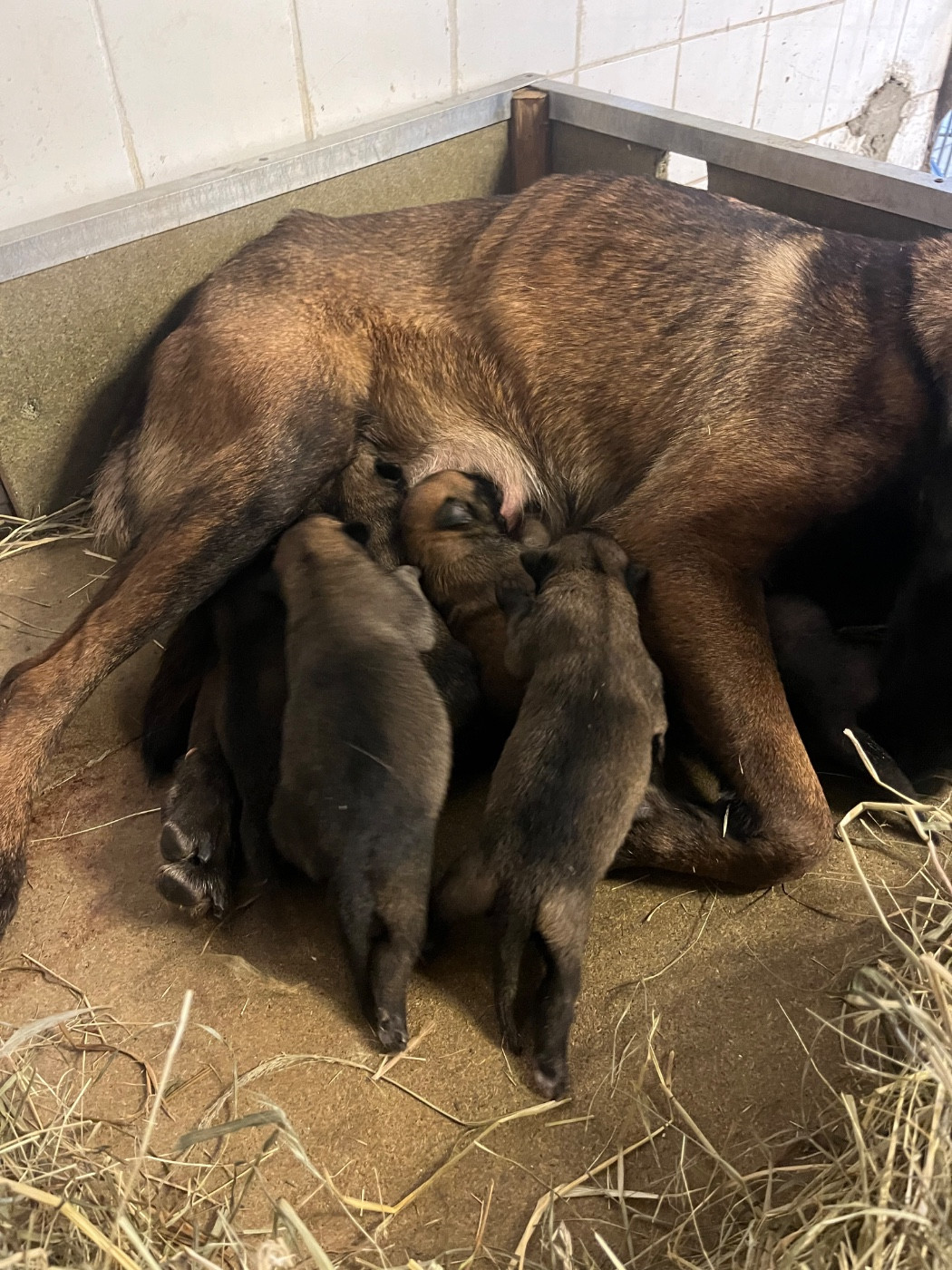 Chiot Berger Belge des Rives De La Mamika