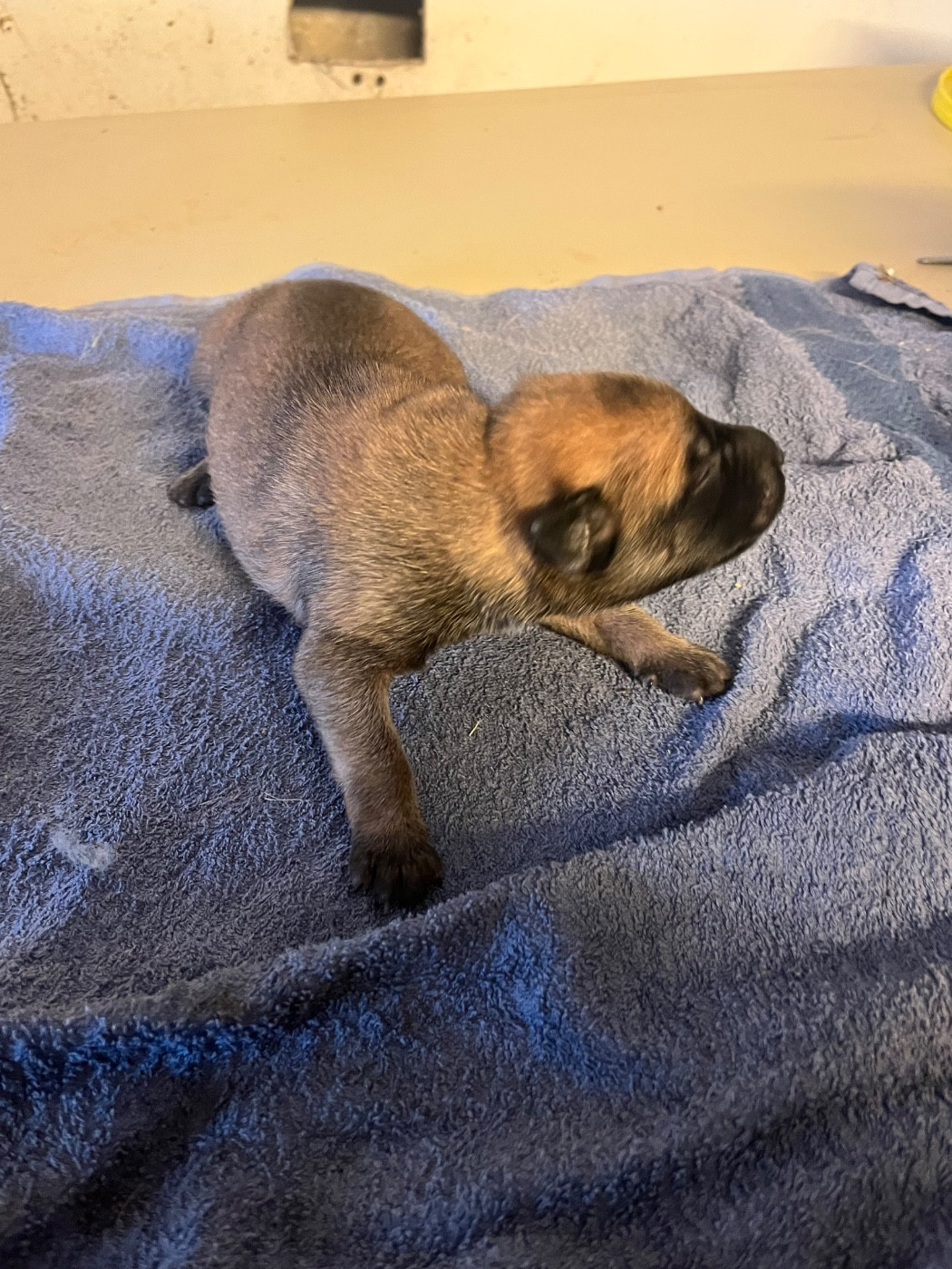 des Rives De La Mamika - Chiots disponibles - Berger Belge