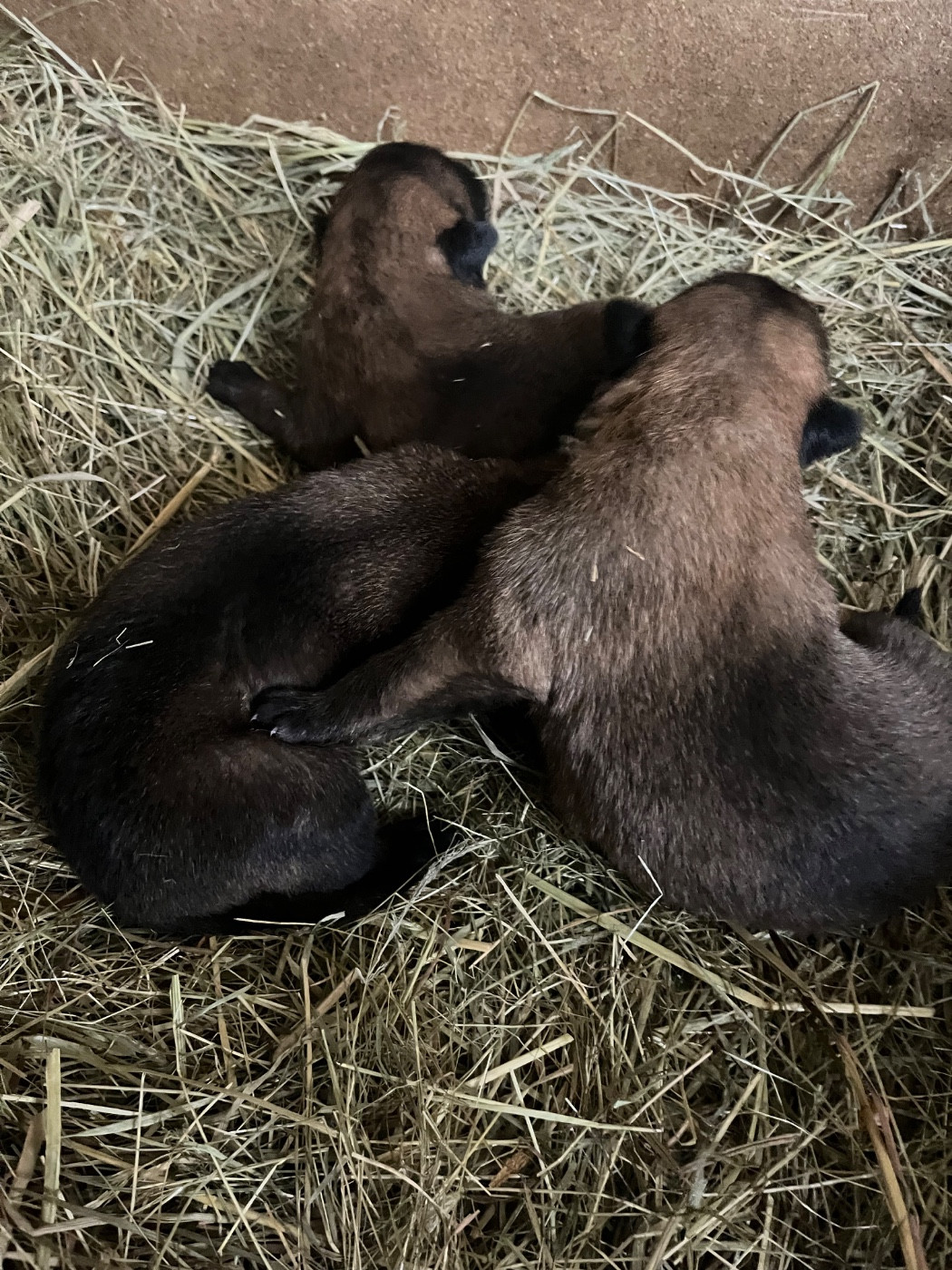 des Rives De La Mamika - Chiots disponibles - Berger Belge