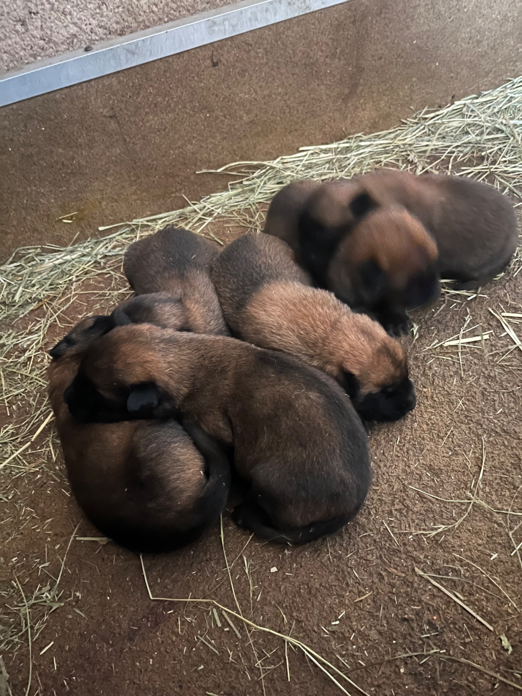 des Rives De La Mamika - Chiots disponibles - Berger Belge