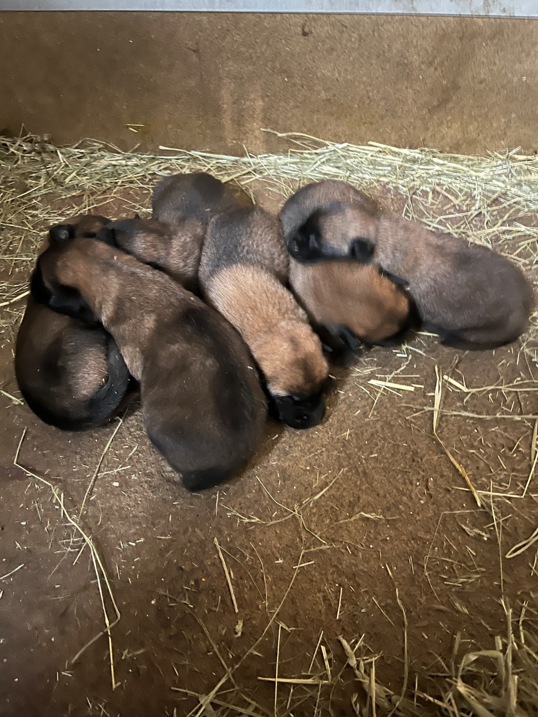 des Rives De La Mamika - Chiots disponibles - Berger Belge
