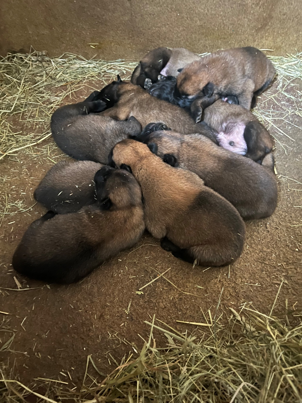 Chiot Berger Belge des Rives De La Mamika