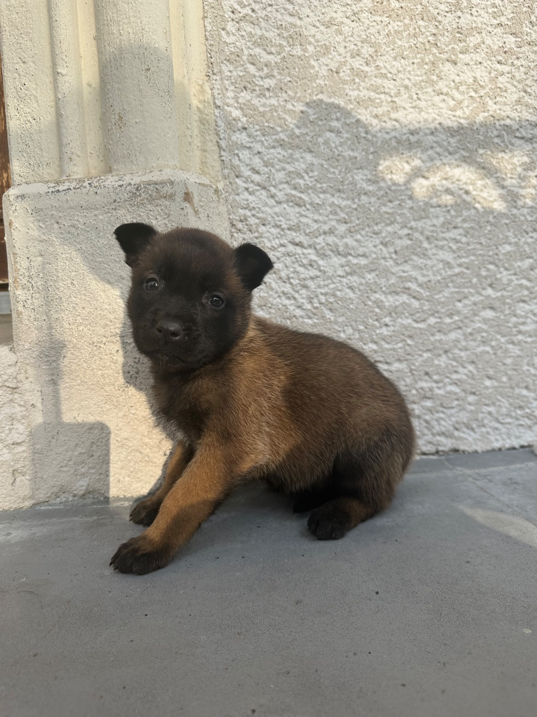 des Rives De La Mamika - Chiots disponibles - Berger Belge