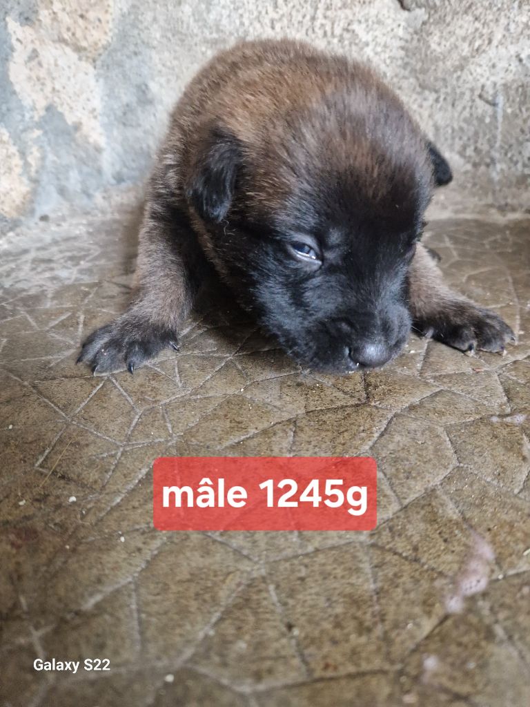 des Rives De La Mamika - Chiots disponibles - Berger Belge