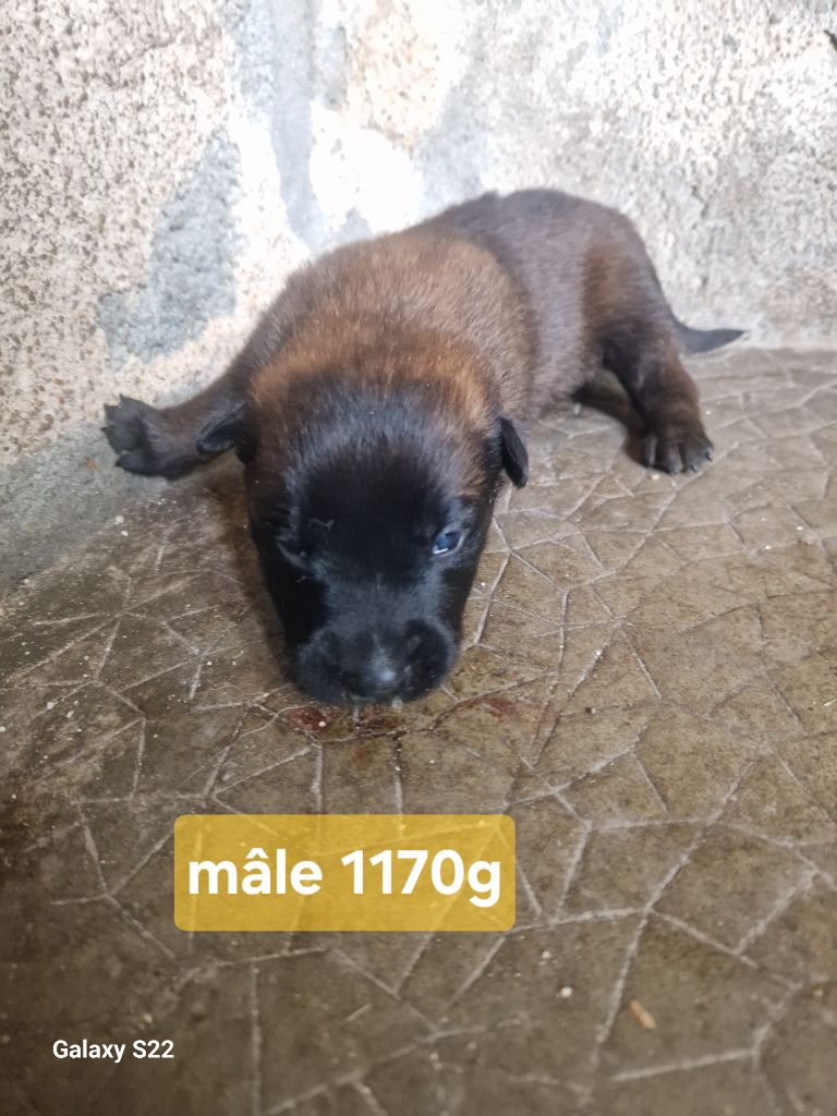 des Rives De La Mamika - Chiots disponibles - Berger Belge