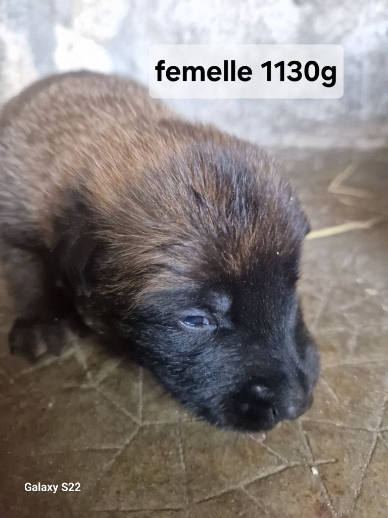 des Rives De La Mamika - Chiots disponibles - Berger Belge