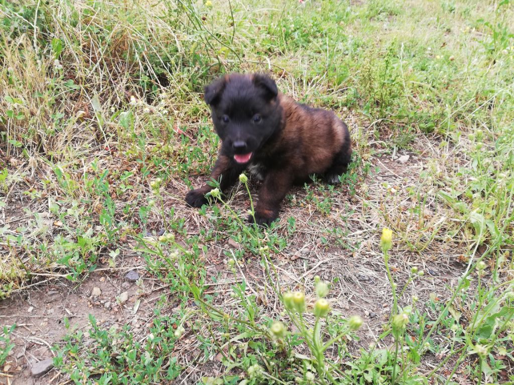 CHIOT