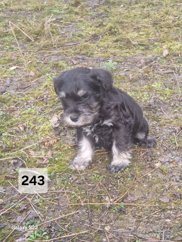 des Rives De La Mamika - Chiots disponibles - Schnauzer miniature