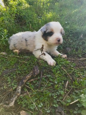 CHIOT
