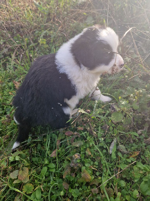 CHIOT 5