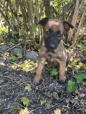 CHIOT 5