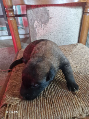 CHIOT 1