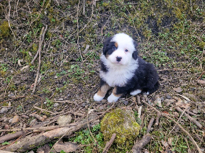 CHIOT 1