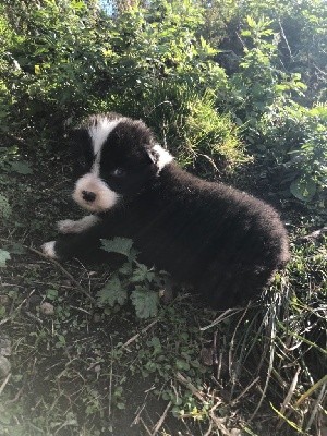 CHIOT
