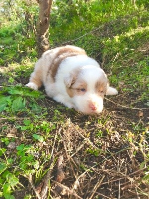 CHIOT