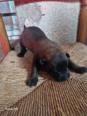 CHIOT 2