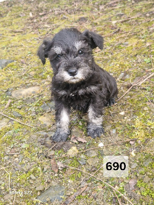 CHIOT 1