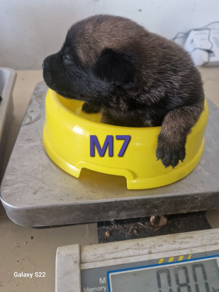 des Rives De La Mamika - Chiots disponibles - Berger Belge