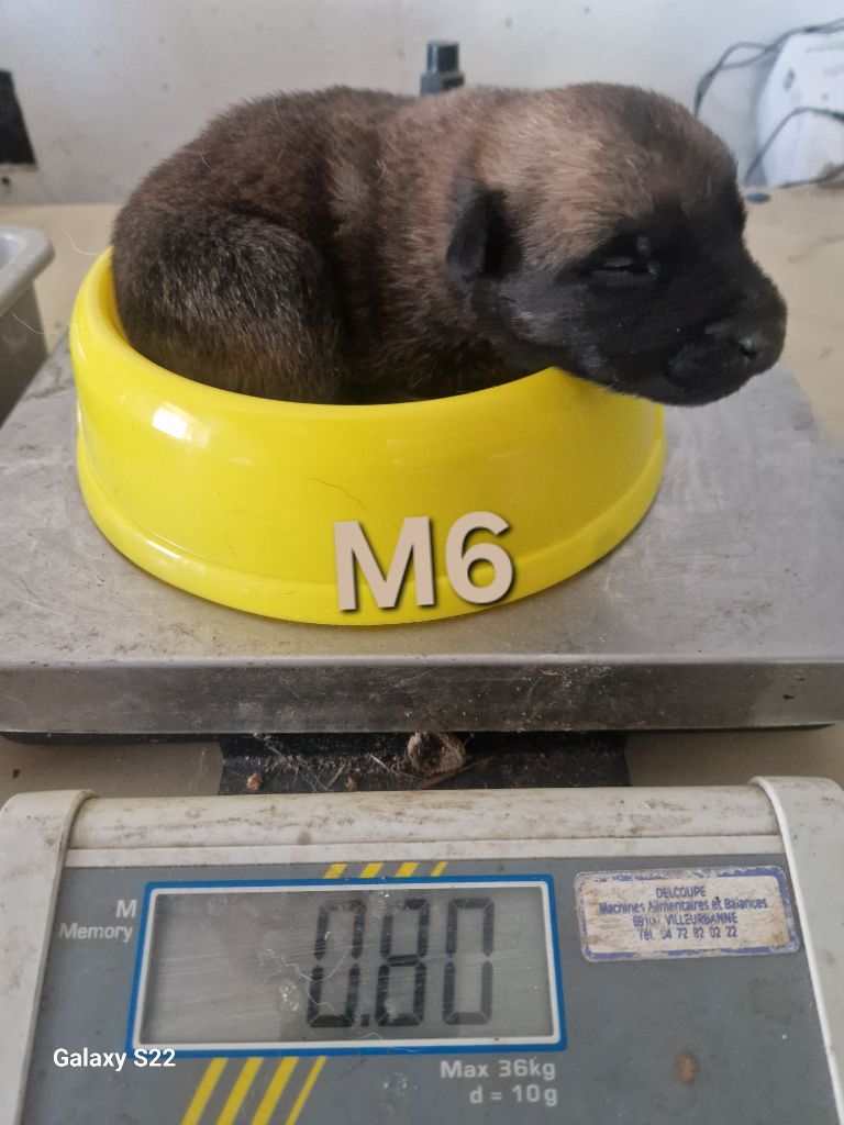 des Rives De La Mamika - Chiots disponibles - Berger Belge