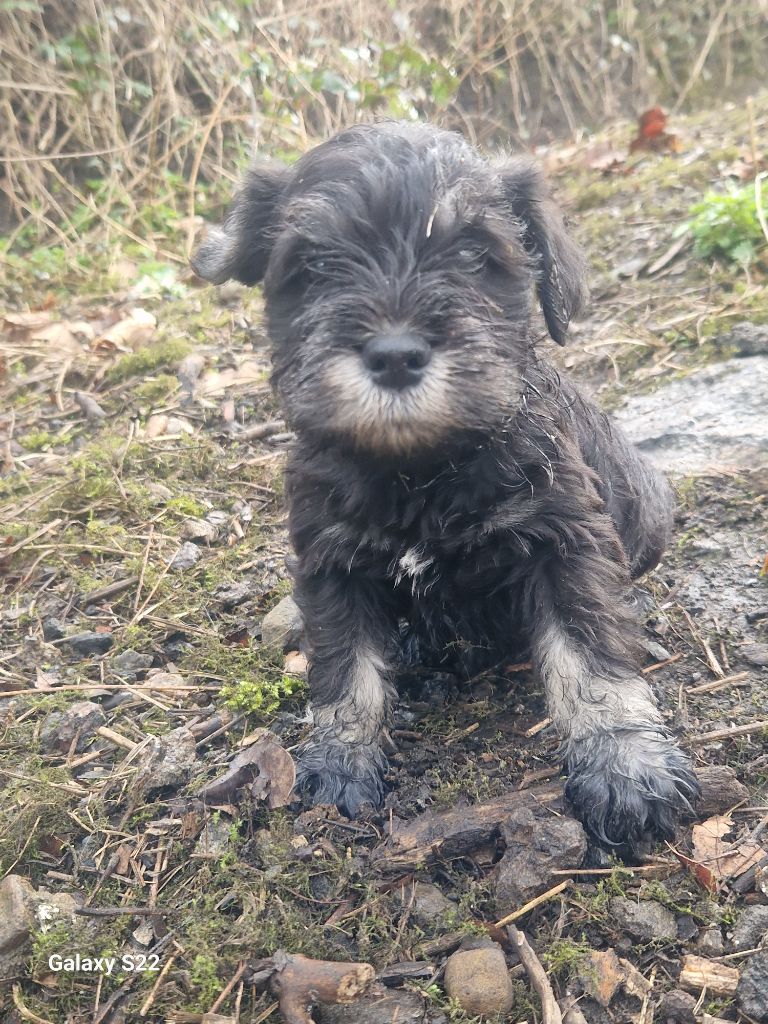 des Rives De La Mamika - Chiots disponibles - Schnauzer miniature