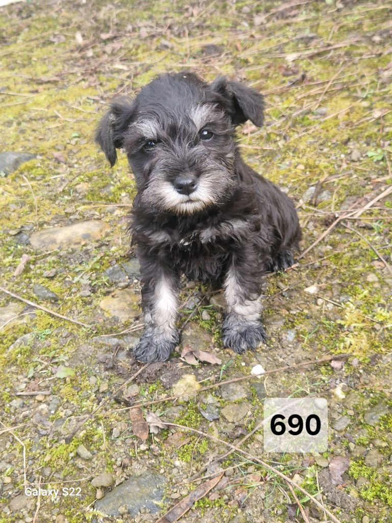 des Rives De La Mamika - Chiots disponibles - Schnauzer miniature